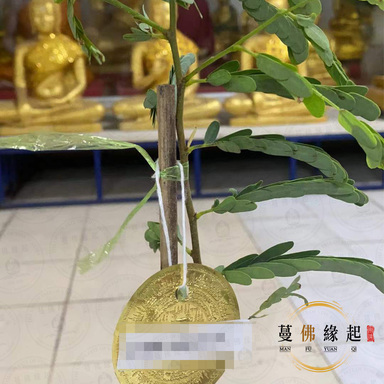 植樹功德 • 大法會