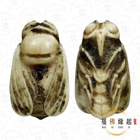 阿贊wiang • 早期 • 象骨金蒼蠅