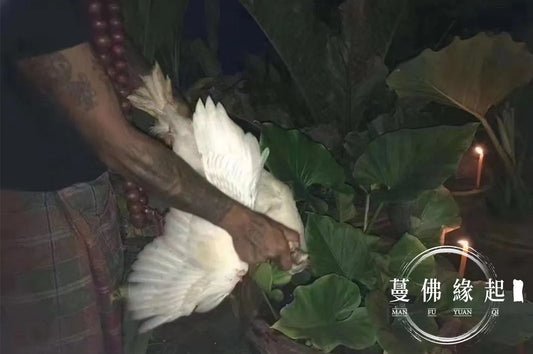 灣pee碰